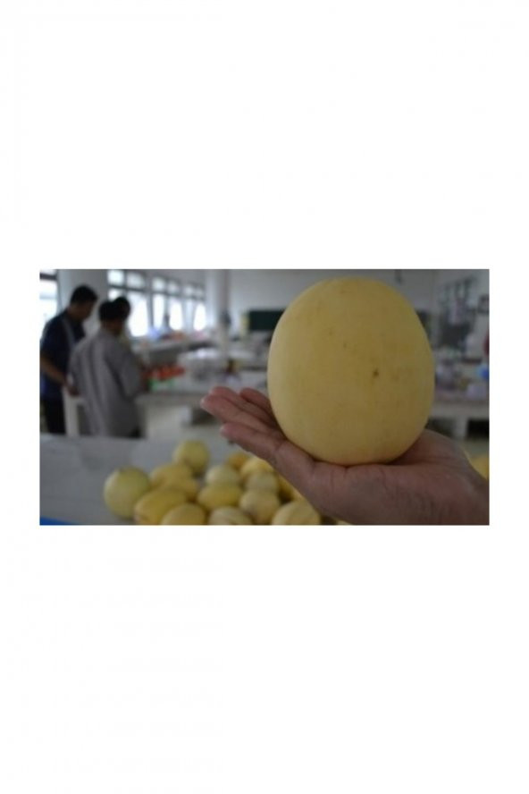 Tohum Dünyam Elma Kavunu Tohumu 10 Adet Tohum Apple Melon Kavun Tohumu - 2