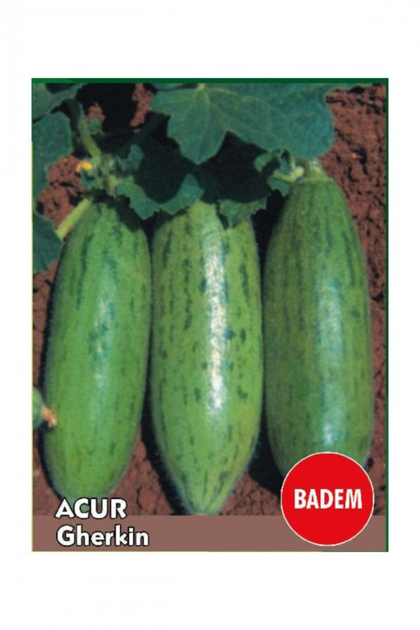 Tohum Dünyam Süper Paket 500 Adet Tohum Nadir İthal Çin Badem Acur Tohumu Çin Acuru - 2