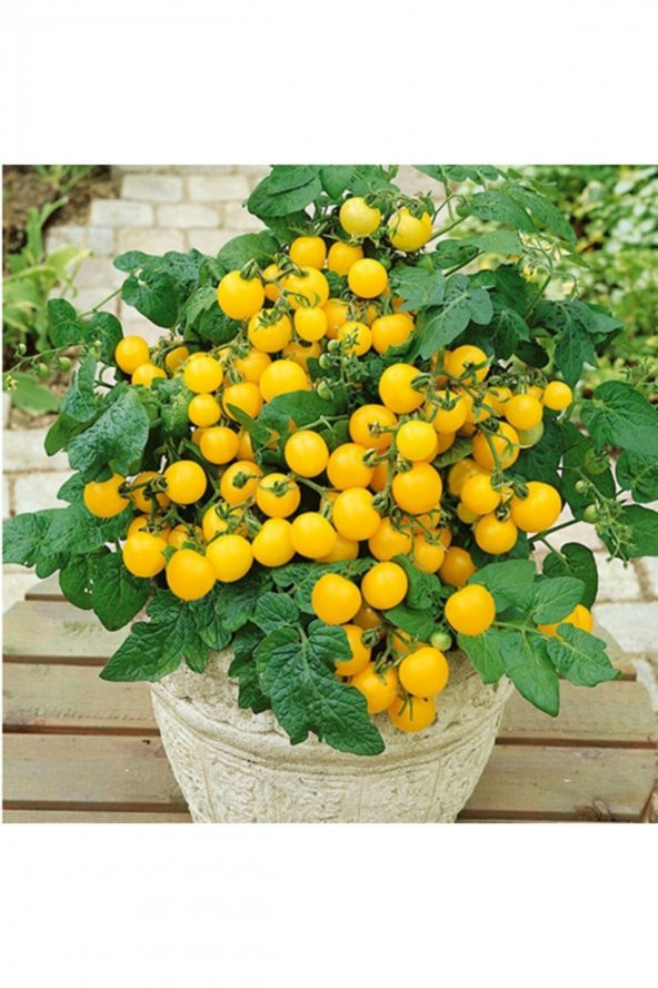 Tohum Dünyam 20 Adet Saksılık Sarı Kiraz Domates Tohumu ürün görseli 1