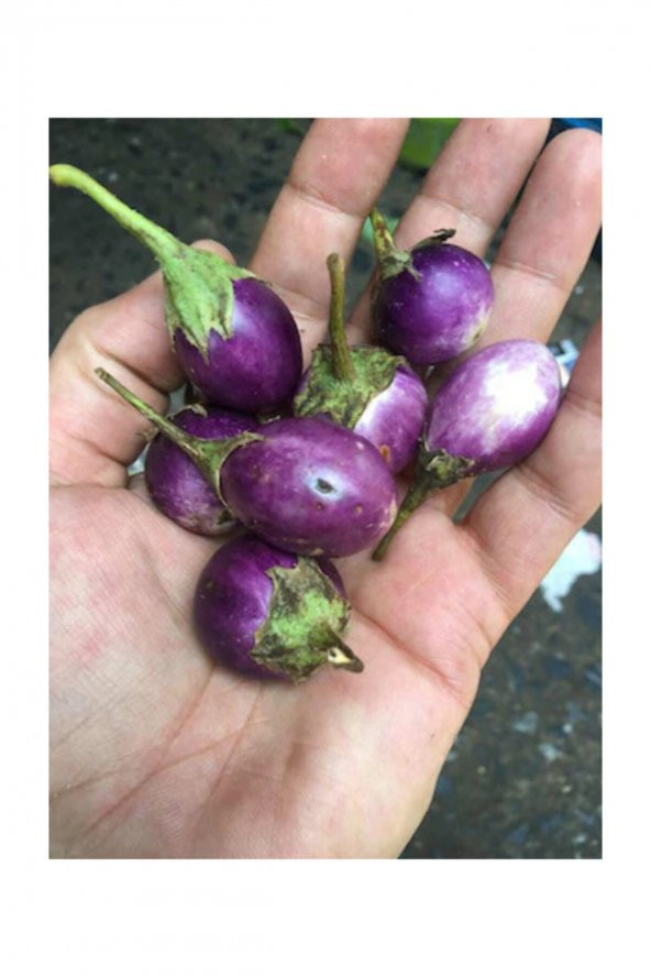 Tohum Dünyam Süper Paket 200 Adet Tohum Thailand Minik Dolmalık Patlıcan Tohumu ürün görseli 1