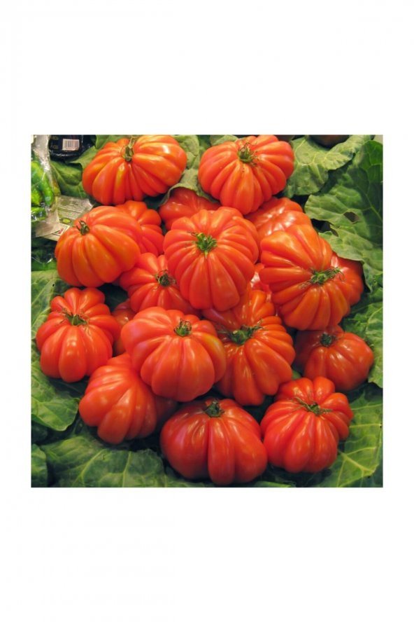 Tohum Dünyam Nadir İthal Antik Domates Tohumu 20 Adet Tohum ürün görseli 1