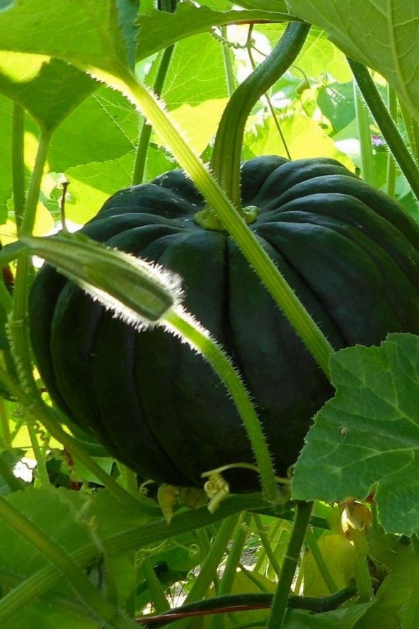 Tohum Dünyam Japon Siyah Bal Kabağı Tohumu / 10 Adet Tohum - Resim 4