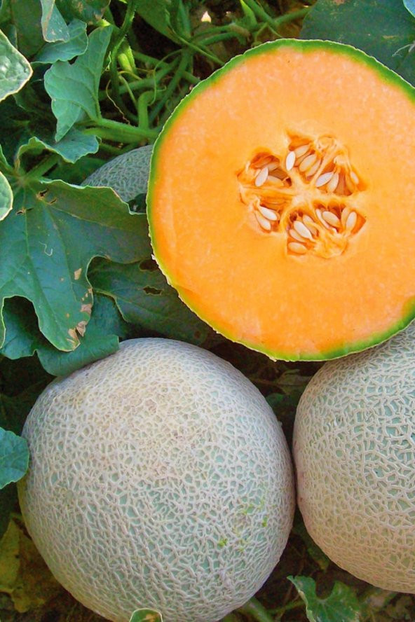 Tohum Dünyam Bal Turuncu Kavun Tohumu / 10+ Adet Tohum - 3