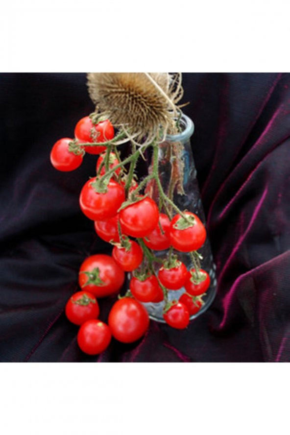 Tohum Dünyam 20 Adet Bountiful Domates Tohumu