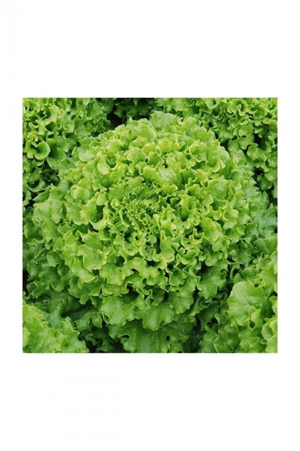 Tohum Dünyam Kıvırcık Marul Tohumu 200 Adet Tohum Sebze Tohumu - Resim 2