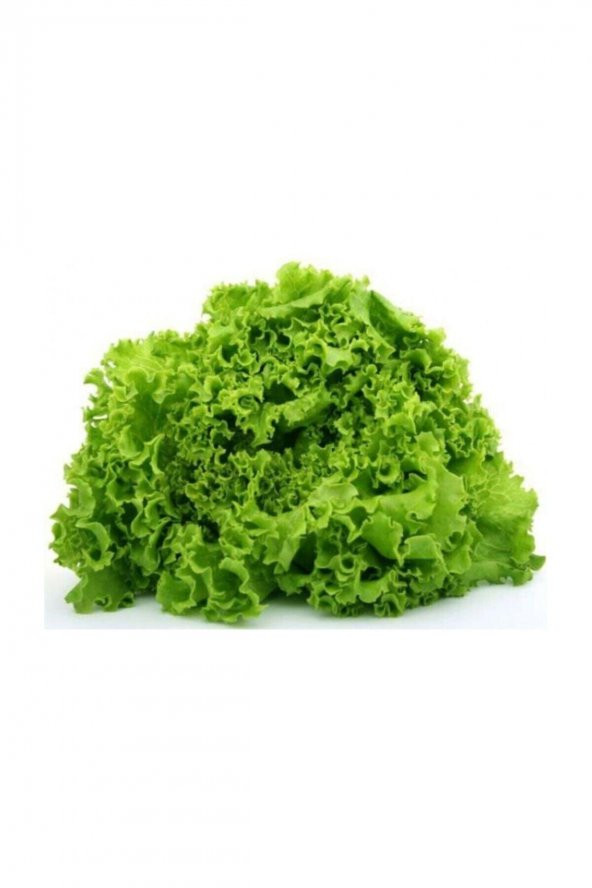 Tohum Dünyam Kıvırcık Marul Tohumu 200 Adet Tohum Sebze Tohumu - Resim 3