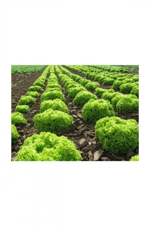 Tohum Dünyam Kıvırcık Marul Tohumu 200 Adet Tohum Sebze Tohumu - Resim 4