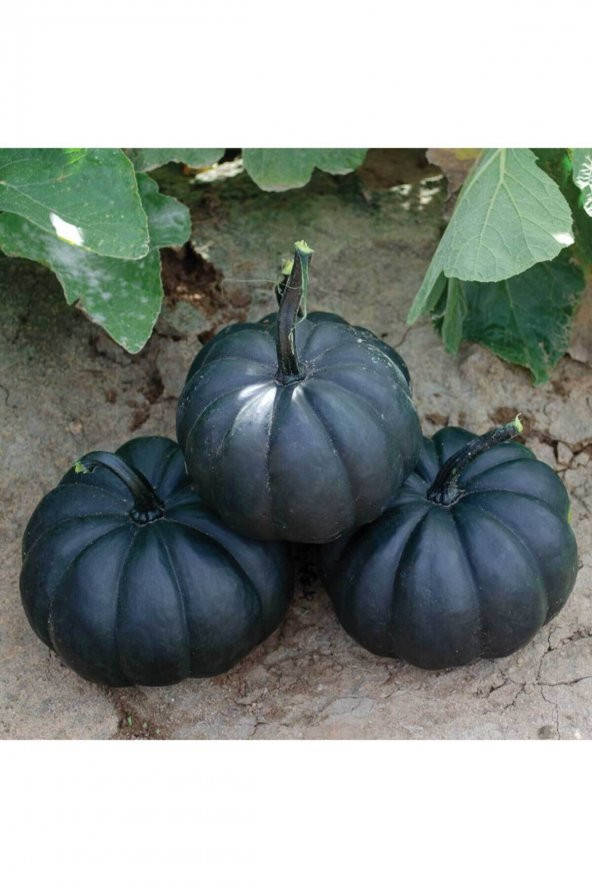 Tohum Dünyam Süper Paket 10 Adet Tohum İthal Nadir Thailand Siyah Bal Kabağı Tohumu Kabak Tohumu - Resim 3