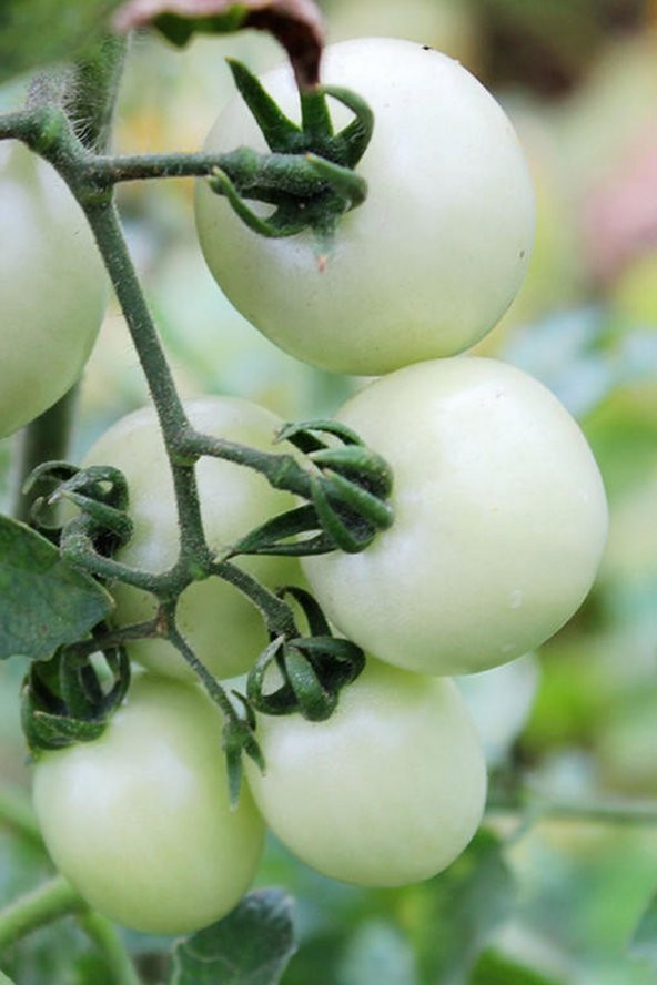 Tohum Dünyam Hybrite Beyaz Domates Tohumu / 5+ Adet Tohum - 2