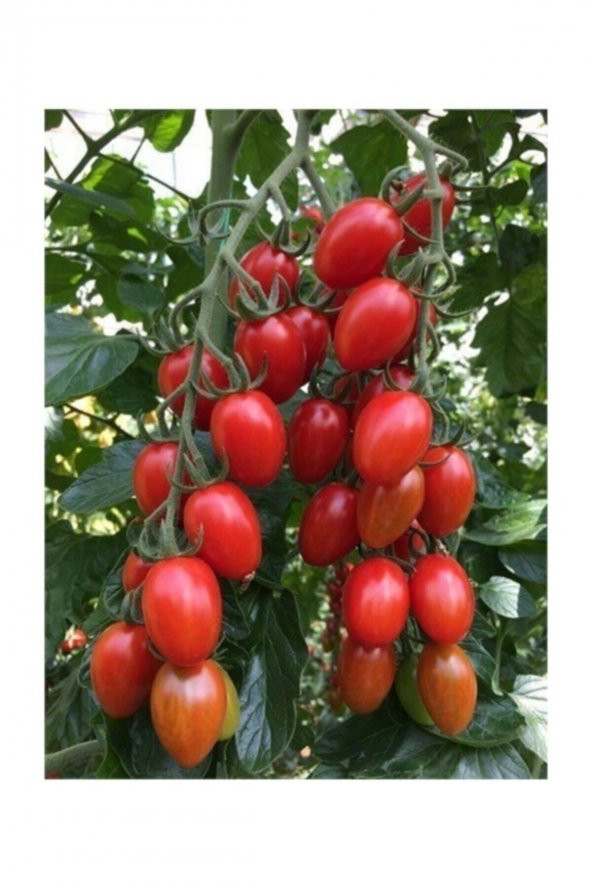 Tohum Dünyam Saksılık Zeytin Domates Tohumu 10 Adet Tohum Kahvaltılık Domates Tohumu - Resim 3