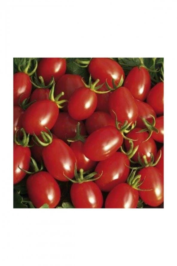 Tohum Dünyam Saksılık Zeytin Domates Tohumu 10 Adet Tohum Kahvaltılık Domates Tohumu - Resim 4