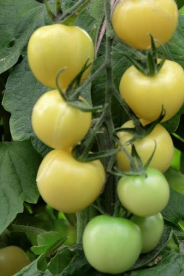 Tohum Dünyam Hybrite Beyaz Domates Tohumu / 5+ Adet Tohum - 5