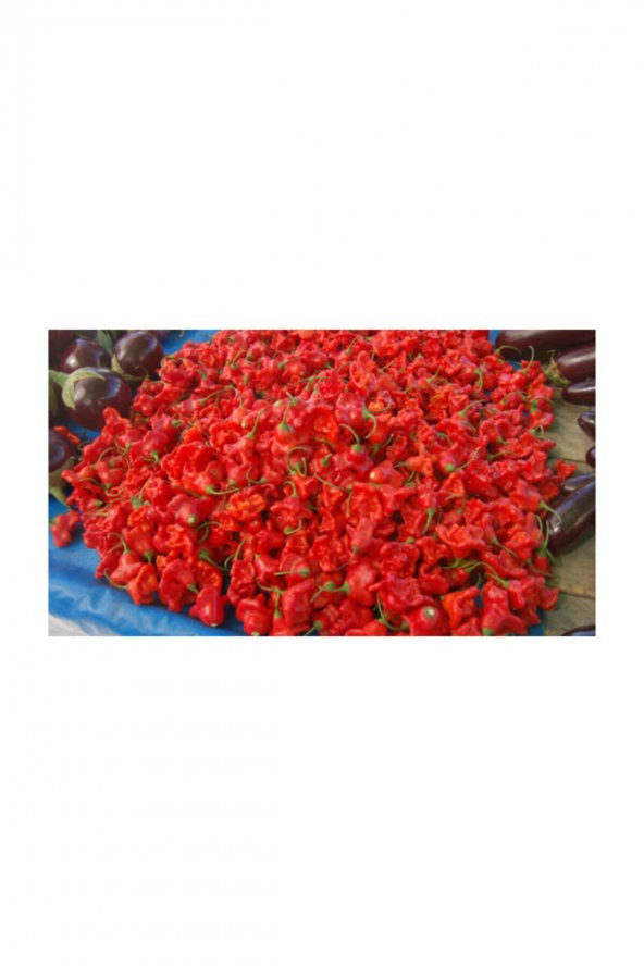 Tohum Dünyam Eko Paket 50 Adet Tohum Nadir İthal Acı Gül Biberi Tohumu Bishops Tacı - Resim 2