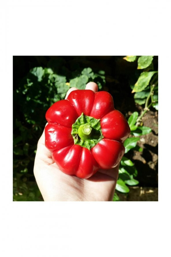 Tohum Dünyam Nadir İthal Peynir Biberi Tohumu 5 Adet Tohum Biber Tohumu - 3