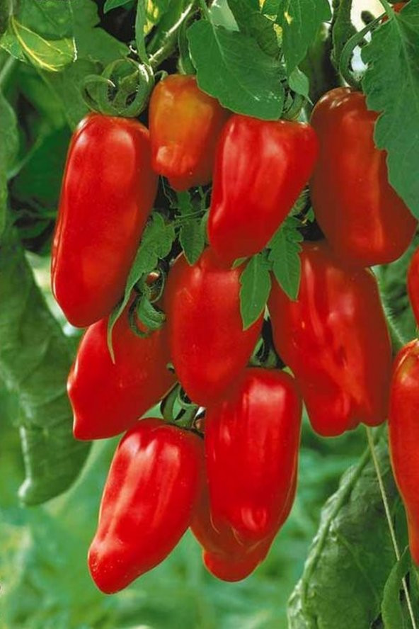 Tohum Dünyam San Marzano Domates Tohumu / 5+ Adet Tohum - 5