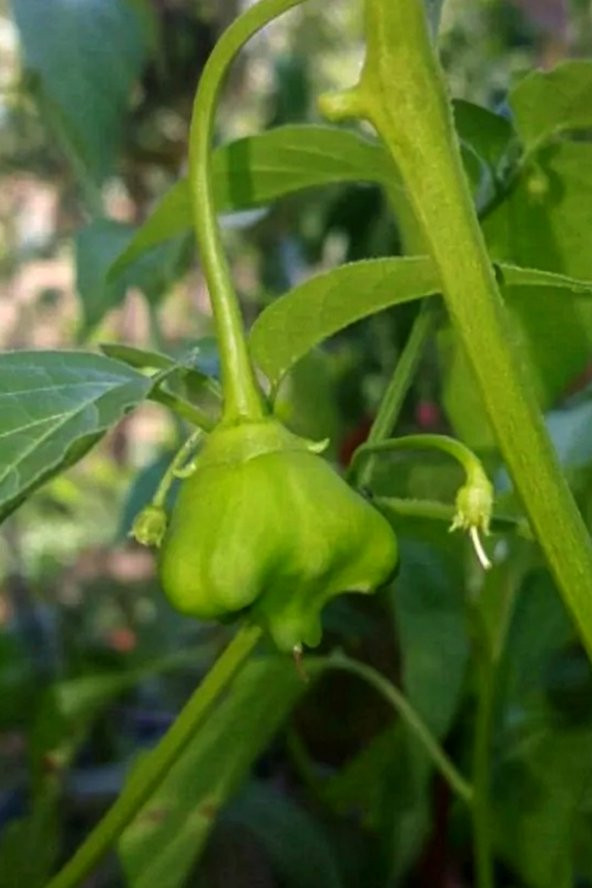 Tohum Dünyam Hafif Acı Gül Biberi Starfish Pepper Tohumu / 5+ Adet Tohum - 5