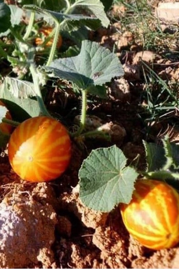 Tohum Dünyam Kırlangıç, Kokulu Süs Kavunu Tohumu / 5 Adet Şamama Tohumu - 5