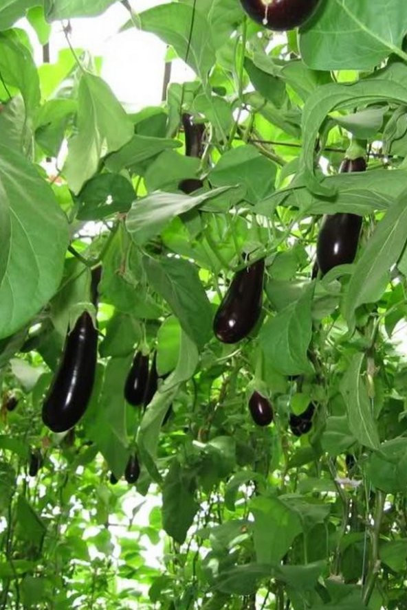 Tohum Dünyam Ithal Çin Patlıcan Ağacı Tohumu / 5+ Adet Tohum - 3