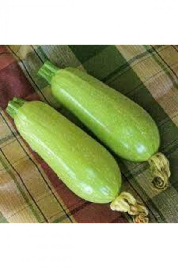 Tohum Dünyam Sakız Kabak Tohumu 30 Adet ürün görseli 1