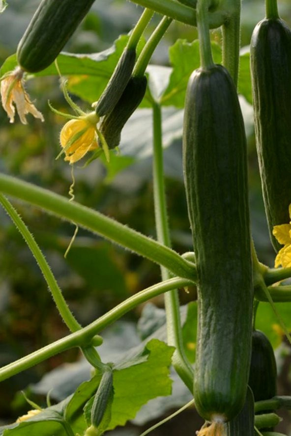 Tohum Dünyam Çengelköy Çıtır Salatalık Tohumu / 5+ Adet Tohum