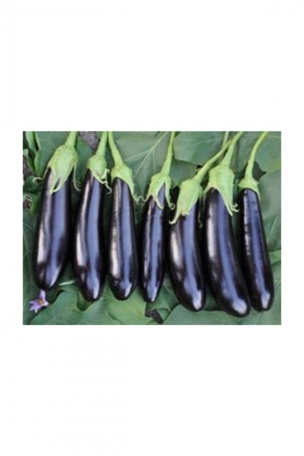 Tohum Dünyam 50 Adet Kemer Patlıcan Tohumu ürün görseli 1