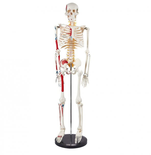 Temel İnsan Maketi 85 cm (Yarım vücut kas, omurilik ve sinir modeli) Model 6