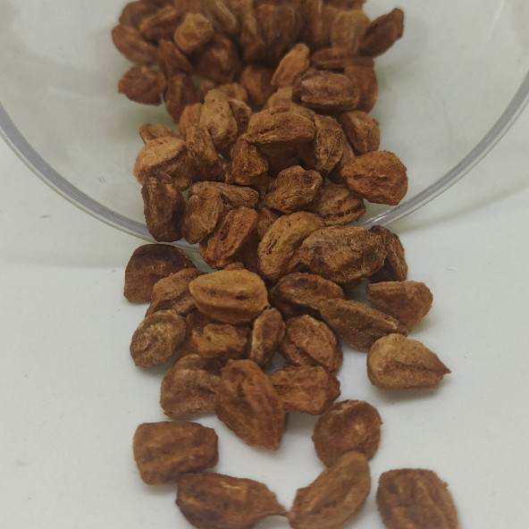 Döngel Muşmula (Medlan) Tohumu 10 Adet - 2