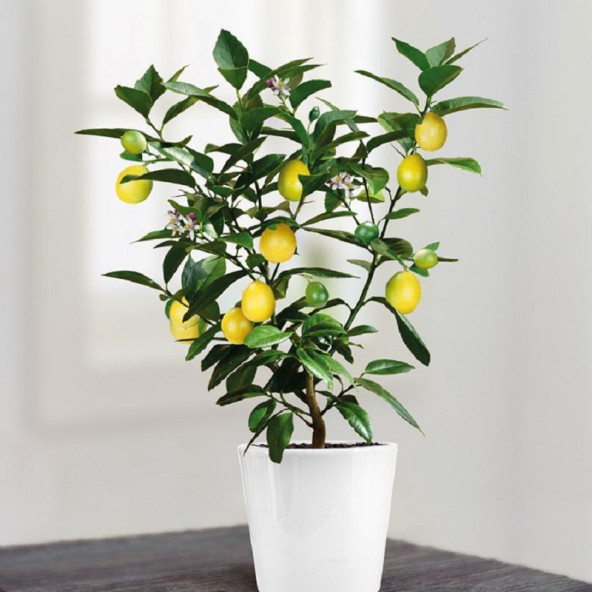Bol Sulu Yediveren Limon (Lemon) Tohumu 10 Tohum