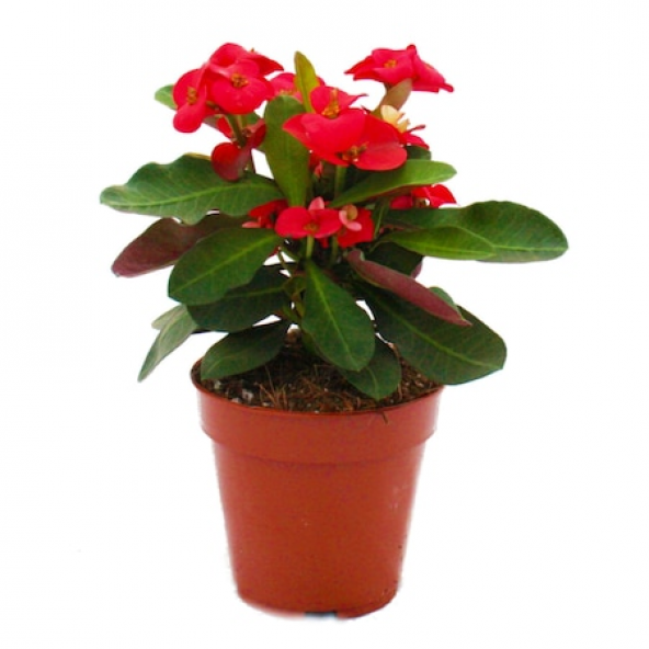 Torubahce Mini euphorbia milii kaktüs dikenler tacı kırmızı renkli 10-15 cm  5,5cm saksıda