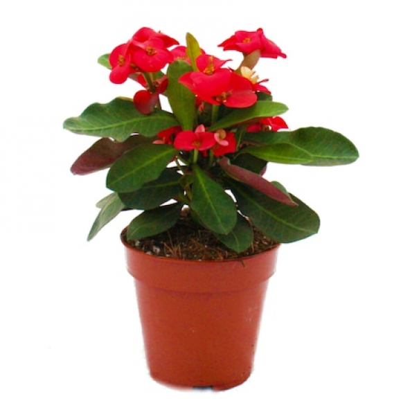 Torubahce Mini euphorbia milii kaktüs dikenler tacı kırmızı renkli 5-10 cm  5,5cm saksıda - 2