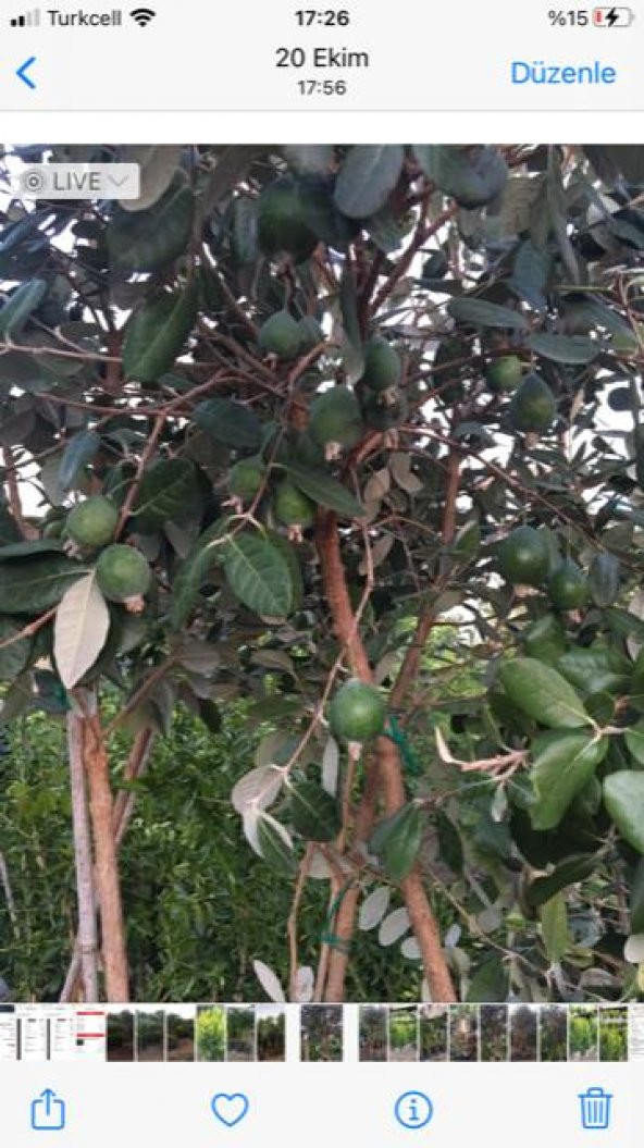 7 yaş meyve veren Saksıda Feijoa (kaymak Ağacı) Fidanı 200 +Cm Boy