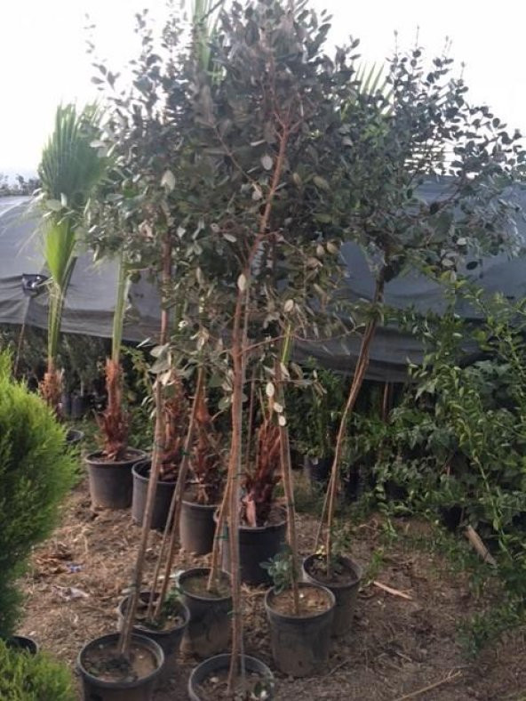 7 yaş meyve veren Saksıda Feijoa (kaymak Ağacı) Fidanı 200 +Cm Boy - 2