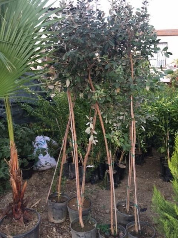 7 yaş meyve veren Saksıda Feijoa (kaymak Ağacı) Fidanı 200 +Cm Boy - 3