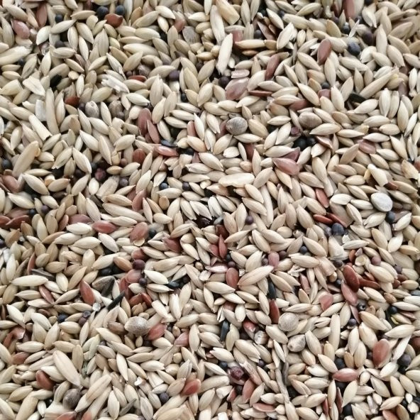 Natural Şalgamsız Kanarya Yemi - 20 kg - 2