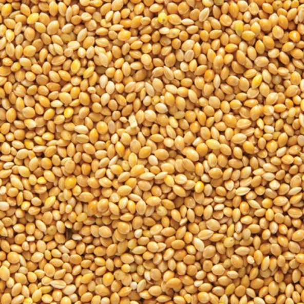 Muhabbet Kuşu Yemi Sade Ak Darı Açık 5 kg