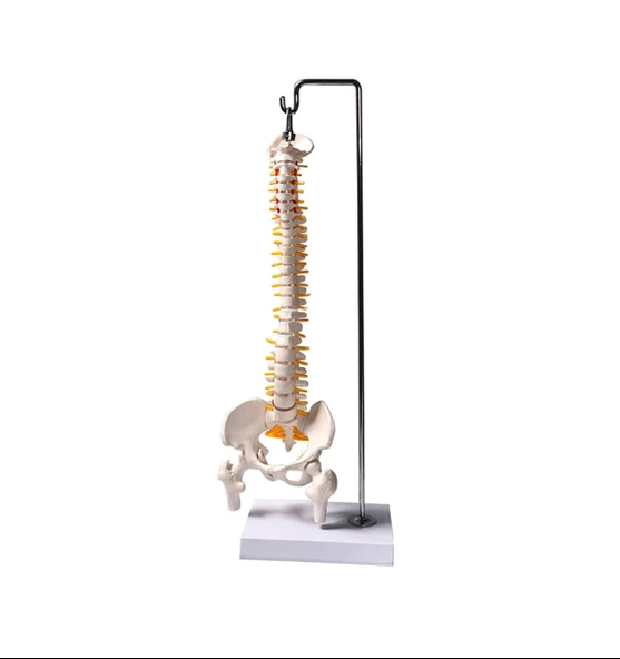 Tam Boy Femur Eklemli Omurga İskeleti 45 cm (Omurilik ve Sinir modeli) Model 37