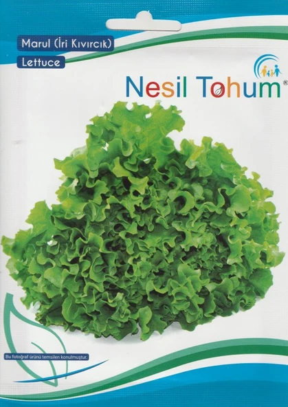 NESİL İRİ KIVIRCIK MARUL TOHUMU  5 GR ürün görseli 1
