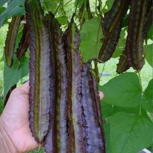 Kırmızı Kanatlı Fasulye Tohumu - Resim 2