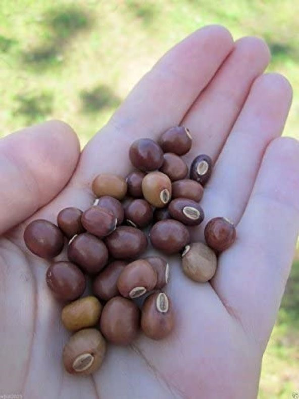 Kırmızı Kanatlı Fasulye Tohumu - Resim 3