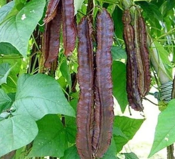 Kırmızı Kanatlı Fasulye Tohumu ürün görseli 1