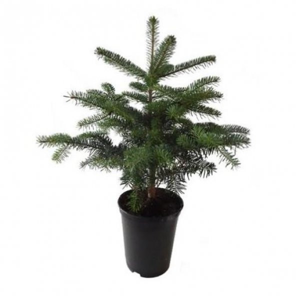Toros Göknar Köknar Çam Fidanı 7 Yaş 80-120 Cm Abies Cilicica - 1