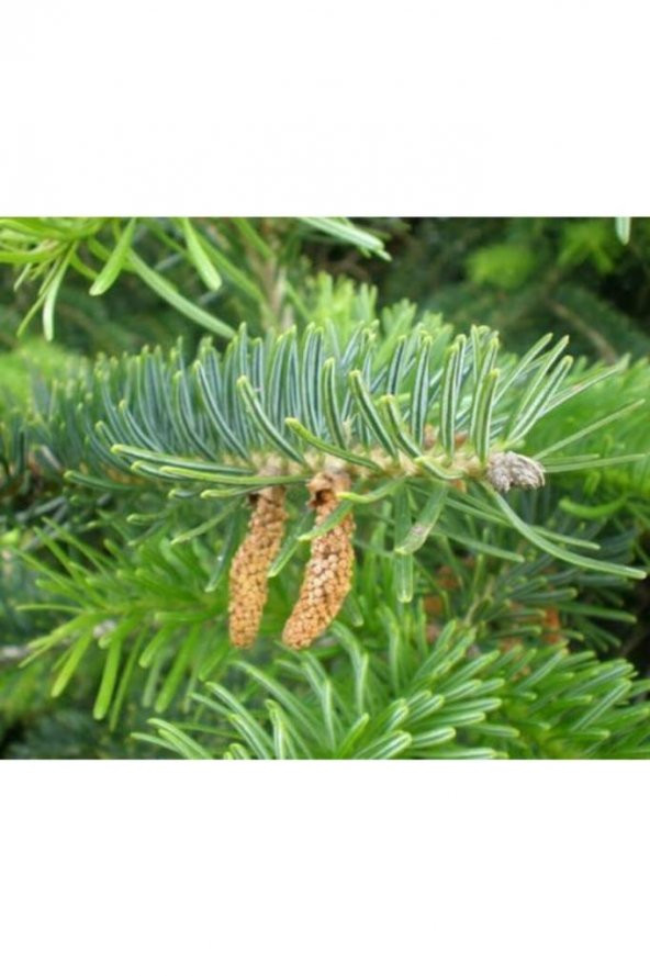 Toros Göknar Köknar Çam Fidanı 7 Yaş 80-120 Cm Abies Cilicica - 3