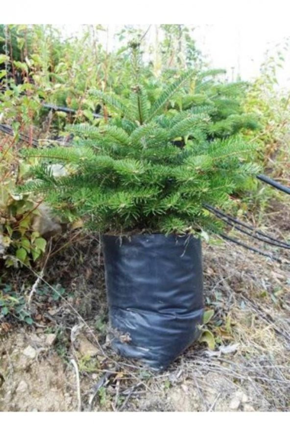 Toros Göknar Köknar Çam Fidanı 7 Yaş 80-120 Cm Abies Cilicica - 2