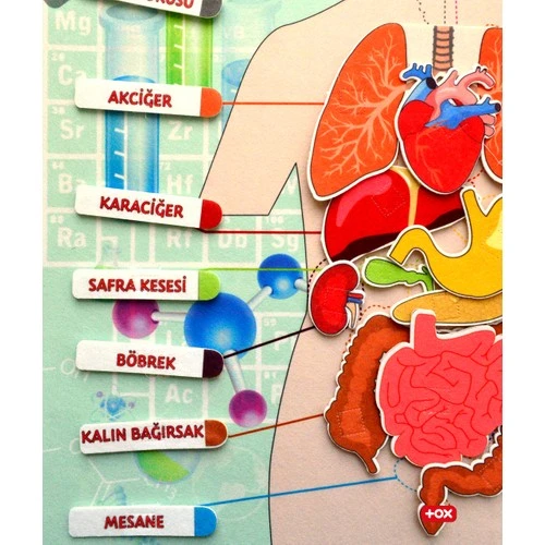 İç Organlar Sistemi Keçe Duvar Panosu , Eğitici Oyuncak - 7