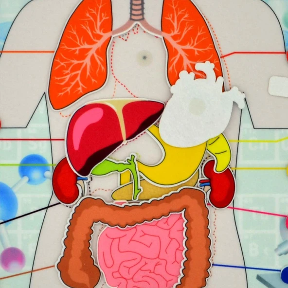 İç Organlar Sistemi Keçe Duvar Panosu , Eğitici Oyuncak - 12