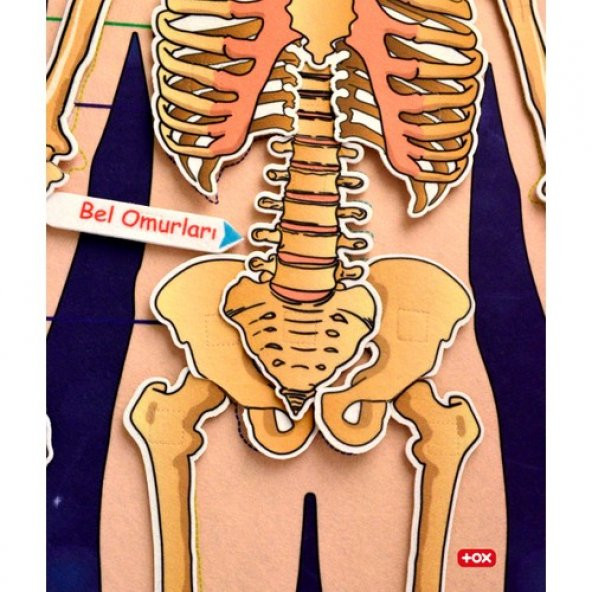 İskelet Sistemi Keçe Duvar Panosu , Eğitici Oyuncak - 5