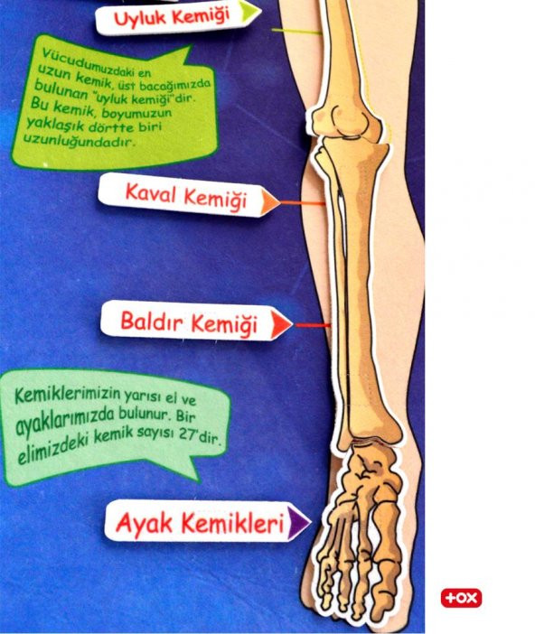 İskelet Sistemi Keçe Duvar Panosu , Eğitici Oyuncak - 11