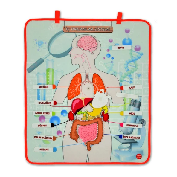 İç Organlar Sistemi Keçe Duvar Panosu , Eğitici Oyuncak - 9