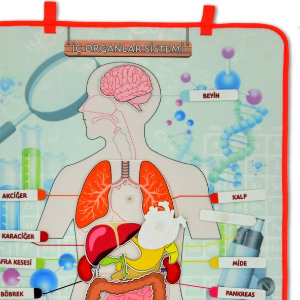 İç Organlar Sistemi Keçe Duvar Panosu , Eğitici Oyuncak - 10