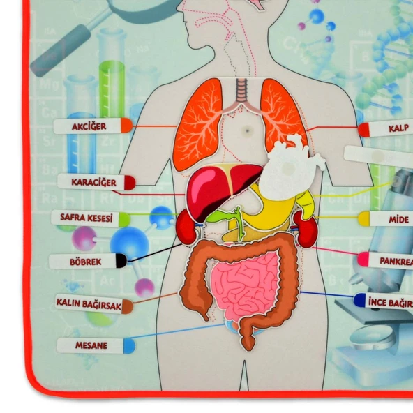 İç Organlar Sistemi Keçe Duvar Panosu , Eğitici Oyuncak - 11